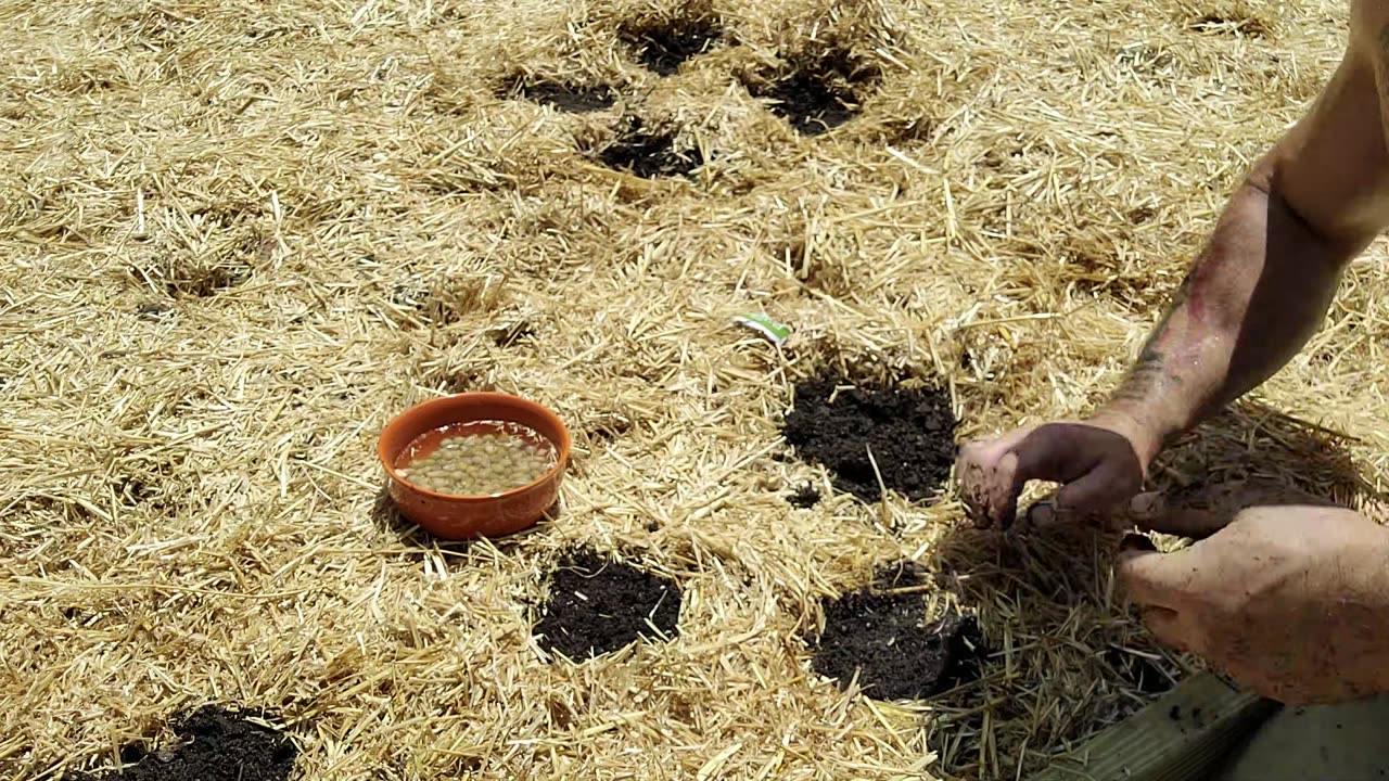 Planting in the 8x8 garden bed