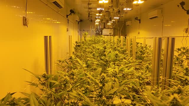flower room