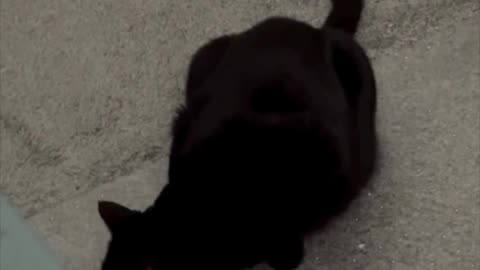 Adopting a Cat from a Shelter Vlog - Cute Precious Piper Inspects the Office Chair Mat #shorts