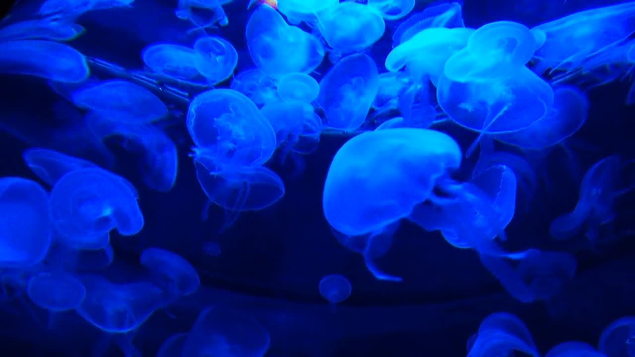 Jellyfish Tank Water