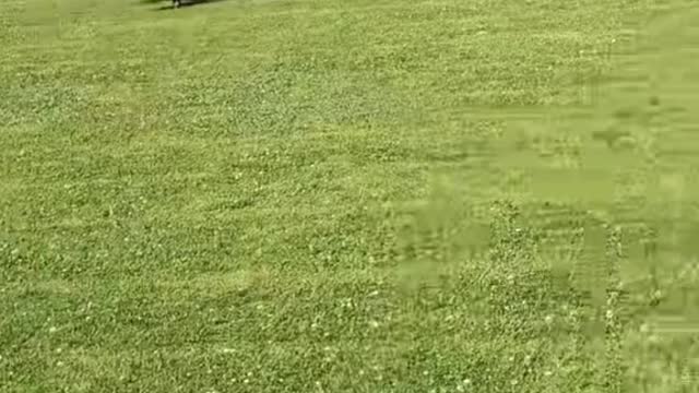 Watch the dog try to catch the plane!