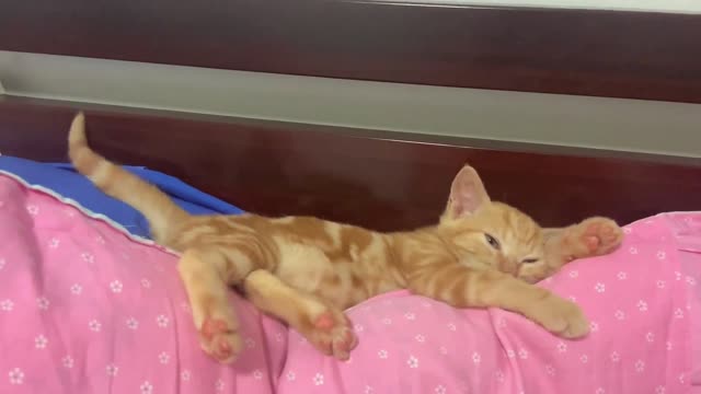 A cat sleeping on the quilt