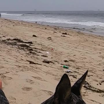 Dog Attacks The Captain...