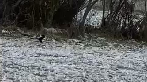 Nature shorts: Magpie searching for food on the snowy ground, winter