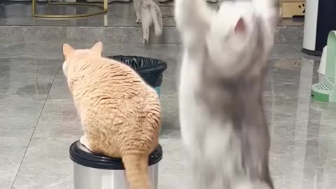 Funny Cute Cats 🐈 Video