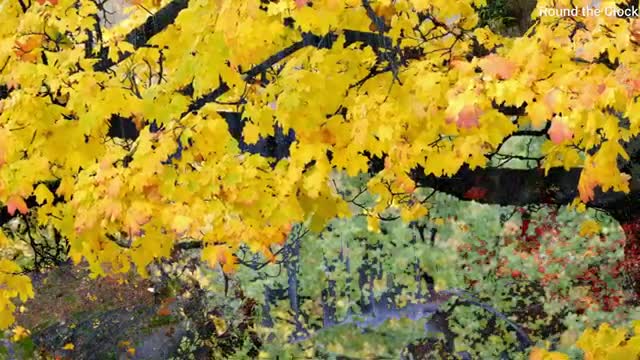 Nature_with_Relaxing_Music__Nature_Love_Song_Background