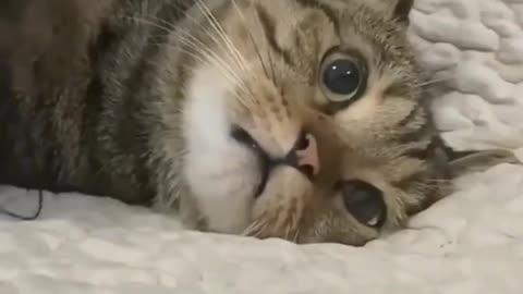 Frightened cat