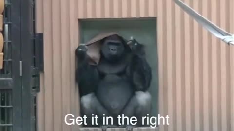 Let’s make this gorilla famous