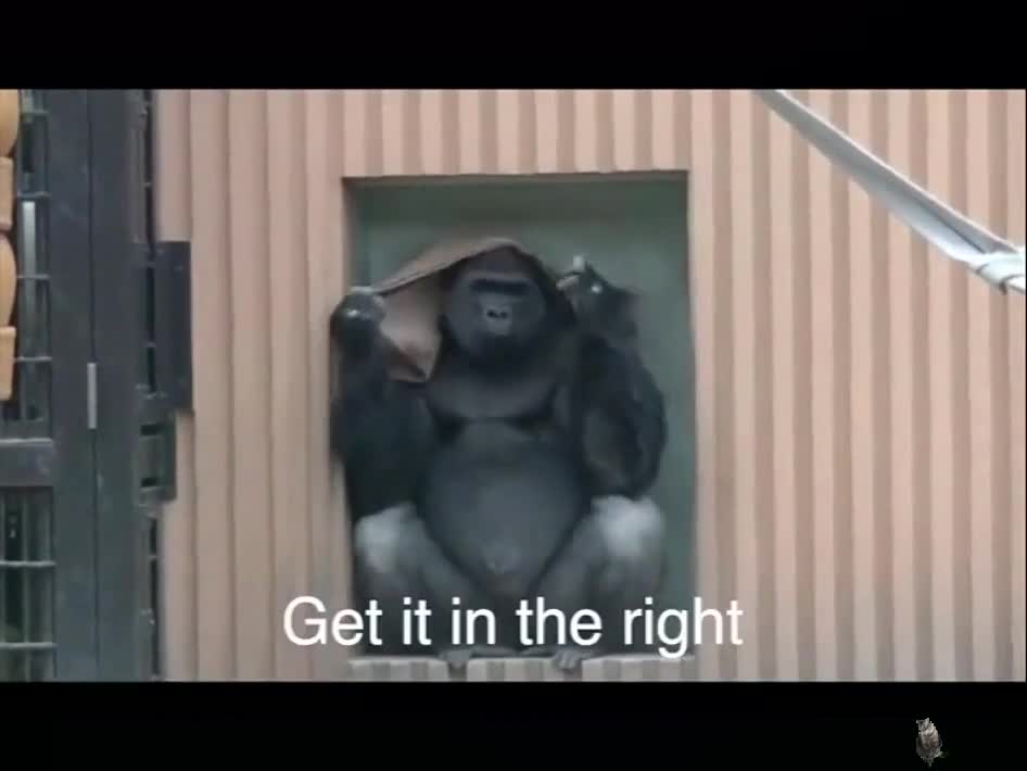 Let’s make this gorilla famous