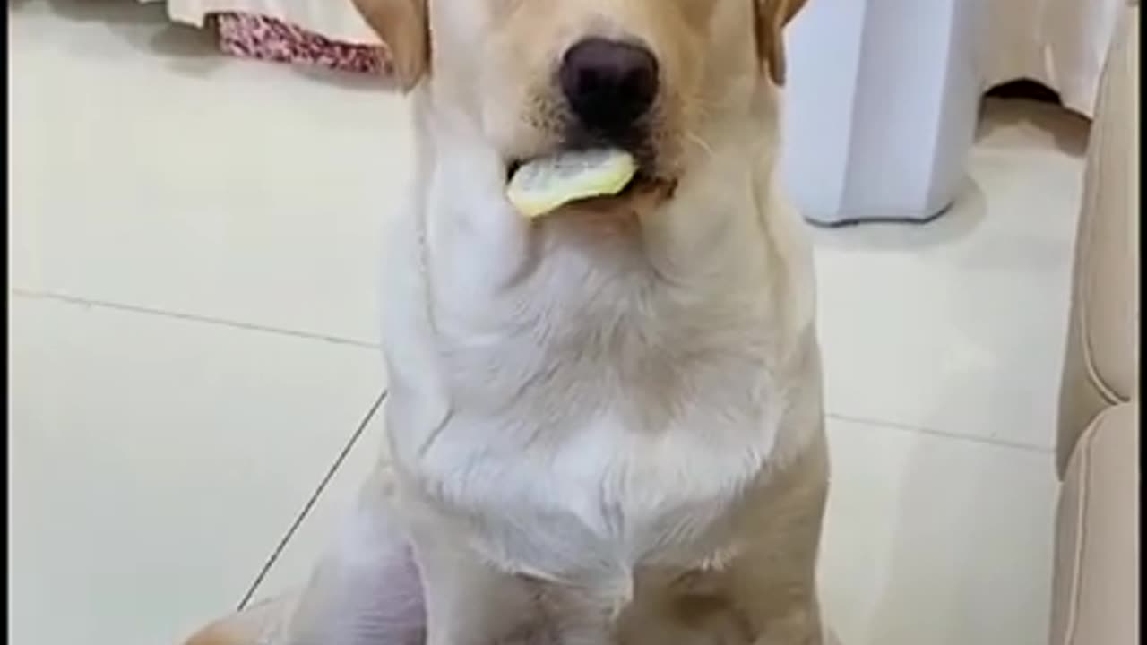 Funny dogs