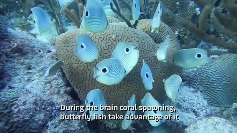 Deep in Sea Life