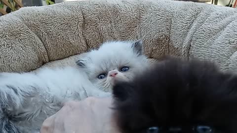 Persian and Himalayan kittens for sale by Liz