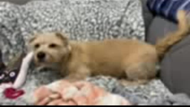 Berkeley on the couch