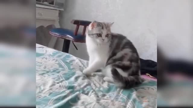 Cute Funny Cat Video 2021 #7