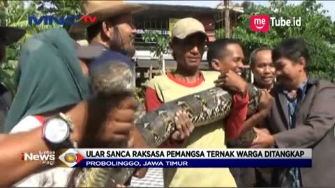 Ular Sanca Raksasa Penghuni Gunung Bentar Ditangkap Warga Saat Masuk Pemukiman - LIP 12-07