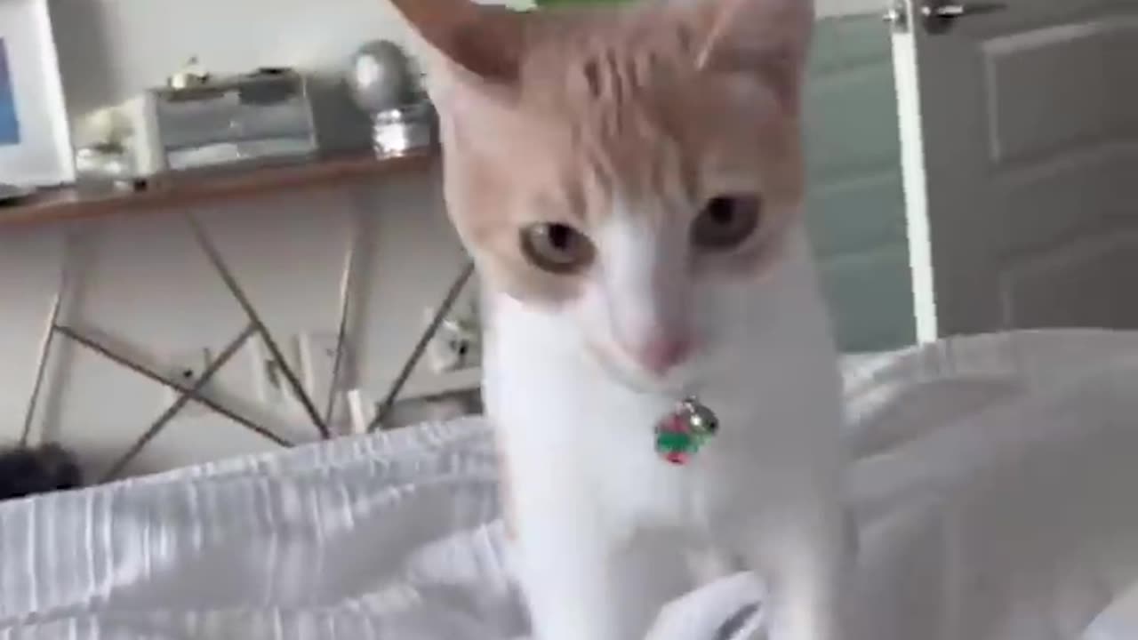 Funny Cat and Dog videos #Rumble