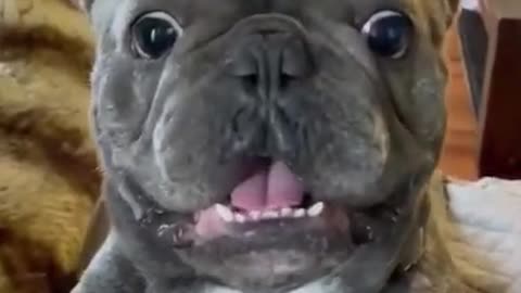 Funny Cat Dog Videos