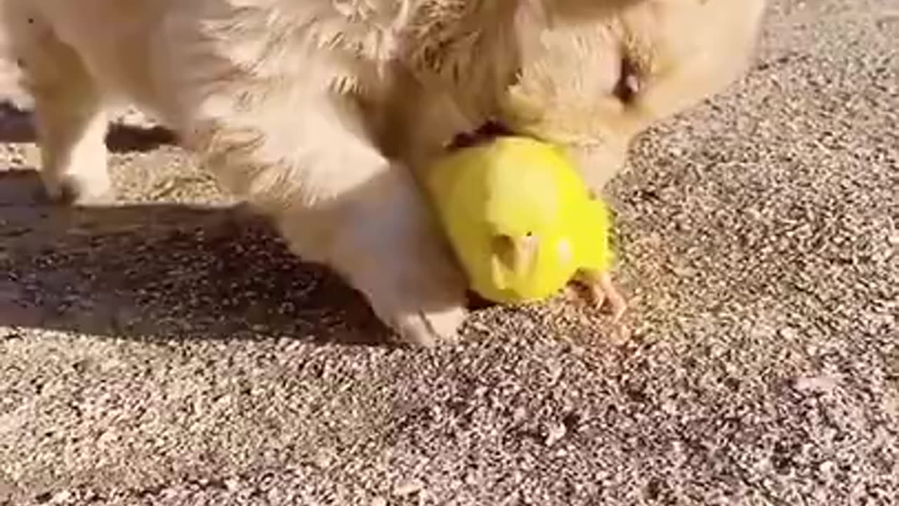 Funny Cute Dog 🐶 With Parrot Video