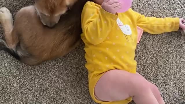 Sweet baby dog & baby Girl friendship will melt your heart