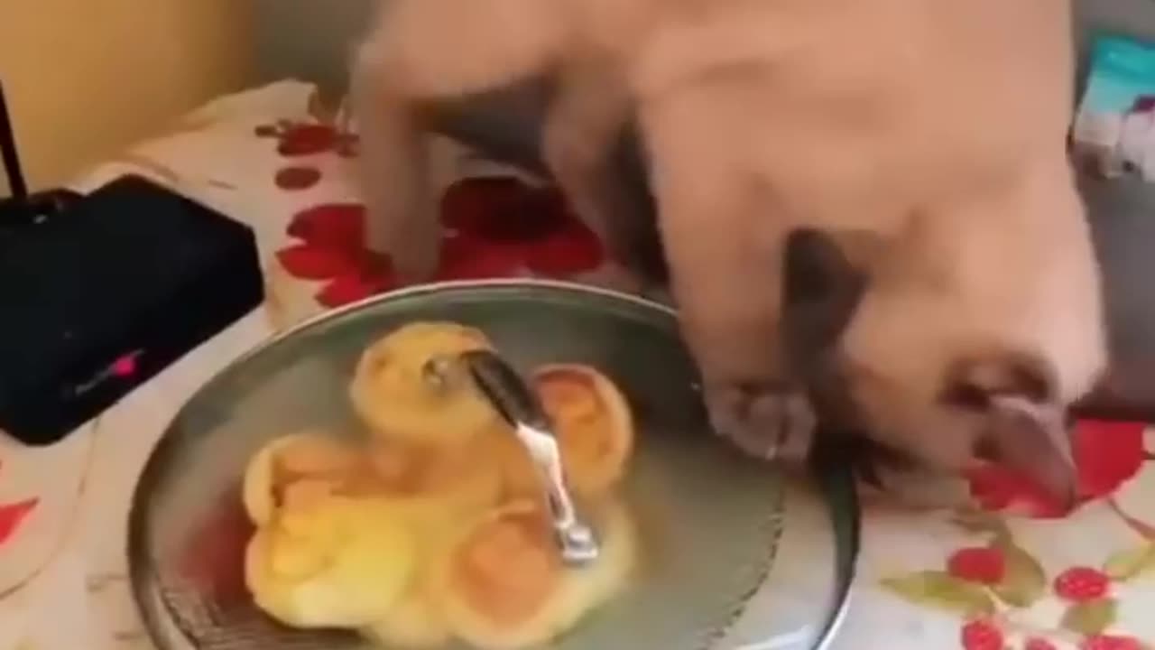 Funny animals videos # funniest videos of the day