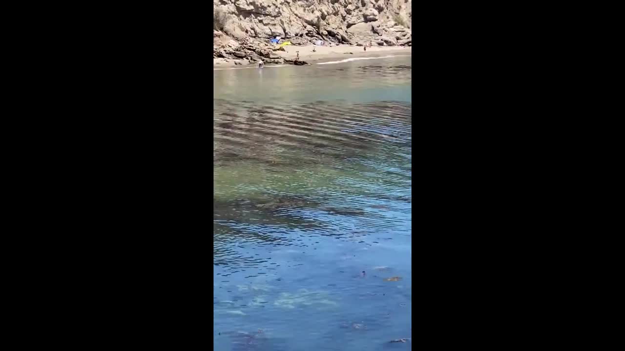 Massive amounts of sharks swim just offshore from large gathering of swimmers