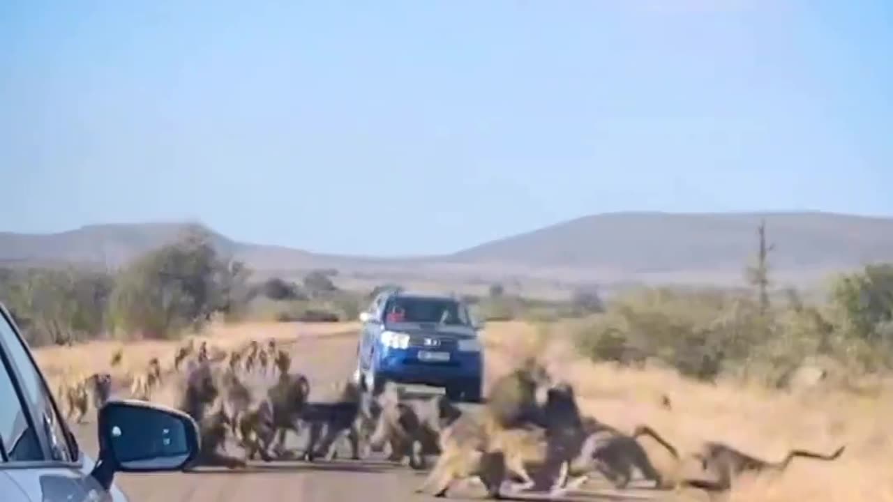 Baboons teach lesson to leporad