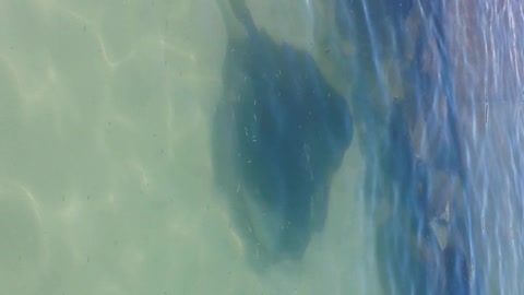 Stingrays in the bay