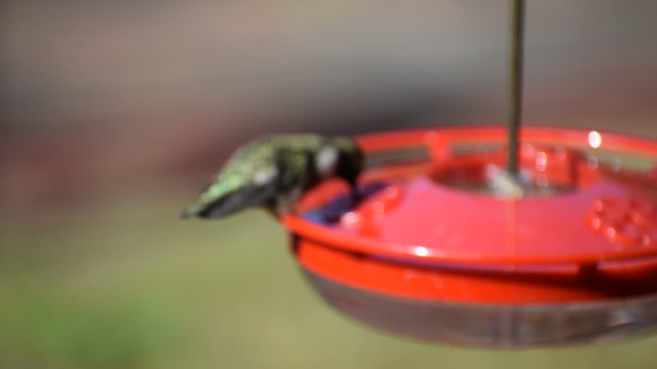 Romeo Whiskey First Humming Bird Video Test