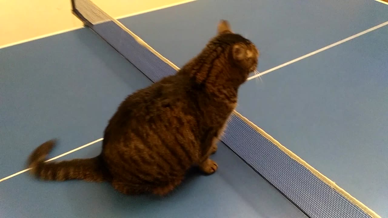 cat in the gym 2