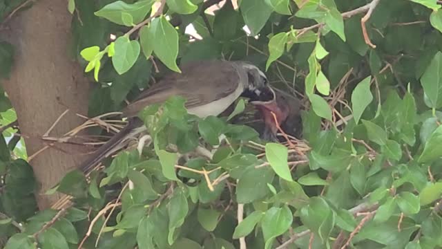 Wrens serving breakfast to their young