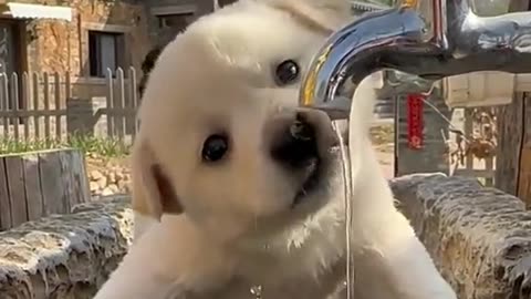 Cute and funny dog video.