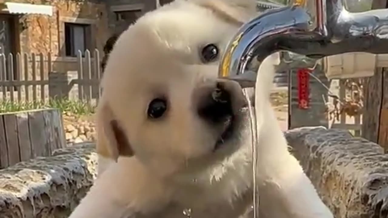 Cute and funny dog video.