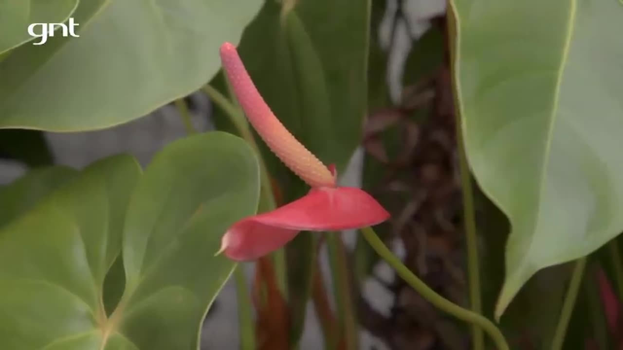 Como arrumar as plantas em um canteiro Jardinagem Carol Costa-38