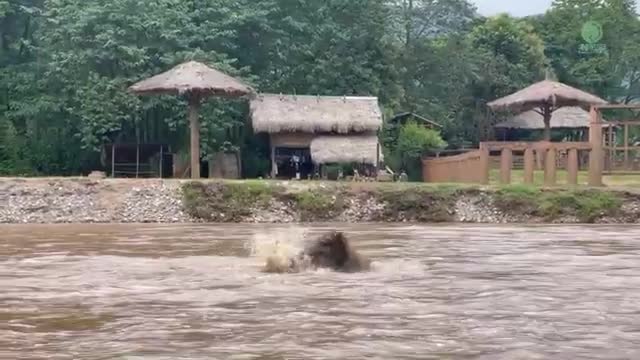 Young Elephant Baitoey Doesn't Want Her Nanny To Leave The River Yet - ElephantNews_Cut