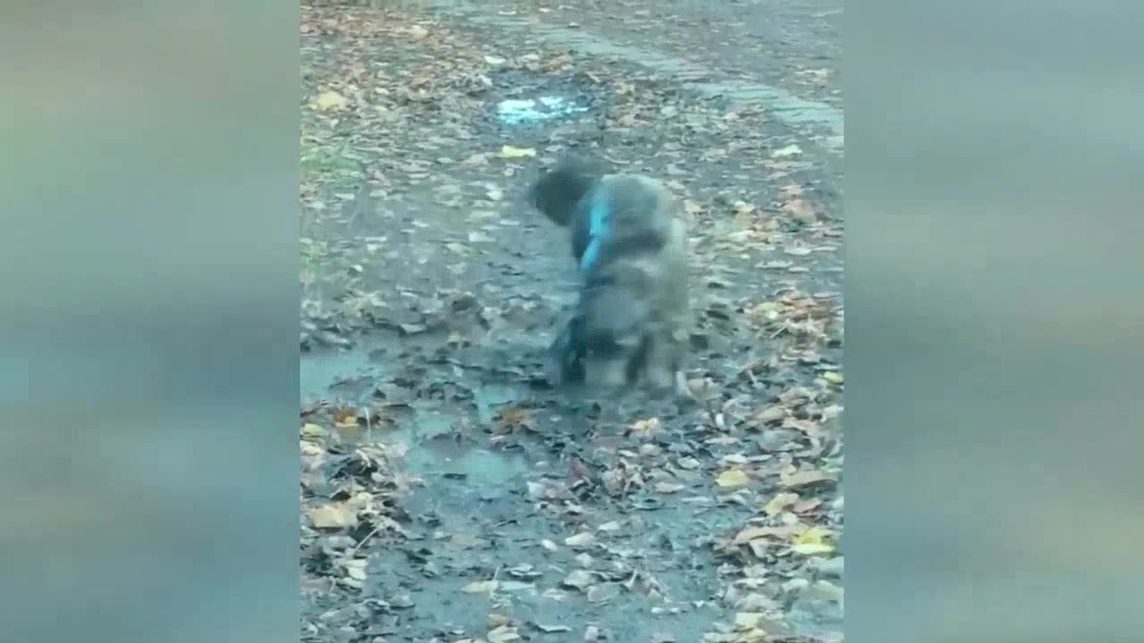 Funny Animal Videos Compilation​ 2022