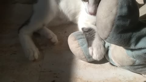 Little kitten 🆚 teddy bear🧸dangal