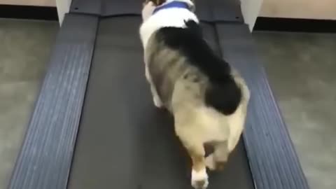 Funny Cata and dogs video compilations OMG