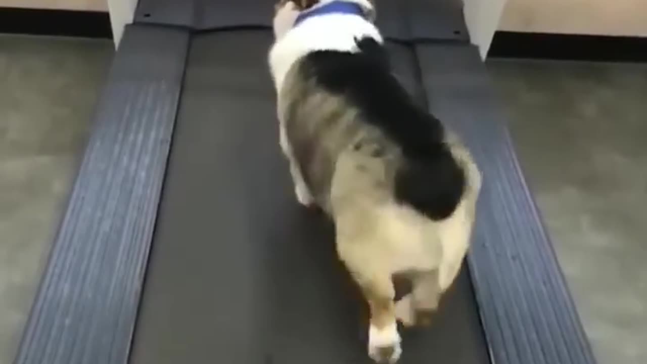Funny Cata and dogs video compilations OMG