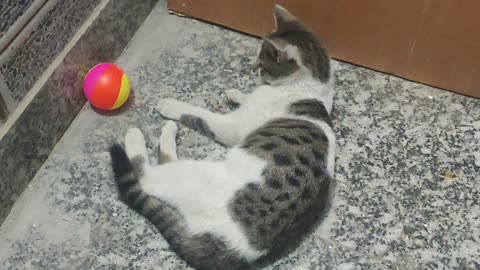 Cat playing with Ball she is so adorable