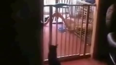 best cat jump ever