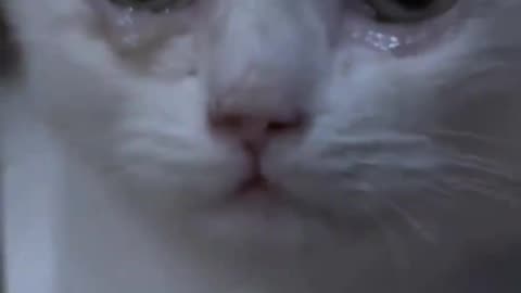Cat is craying
