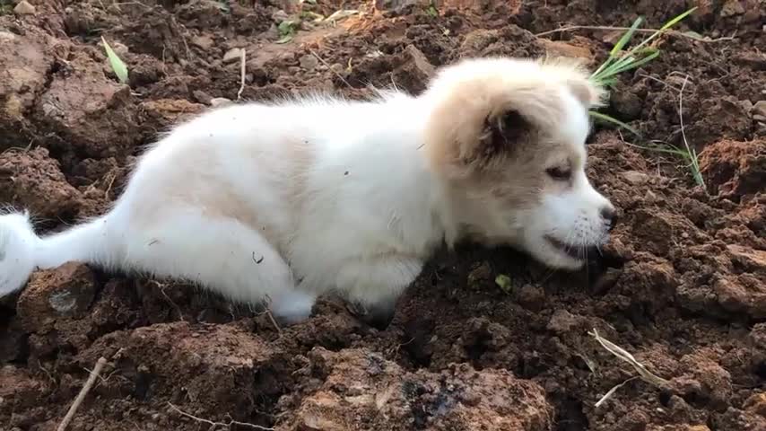 My Dog