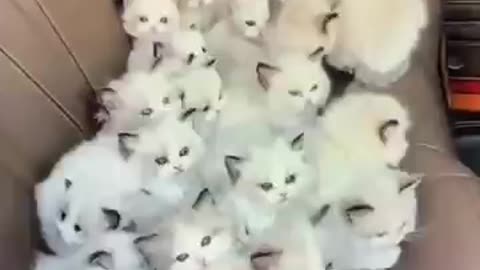 Baby cat videos,Cats Videos) #catvideos