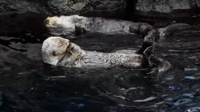 They love and play with amazing moves