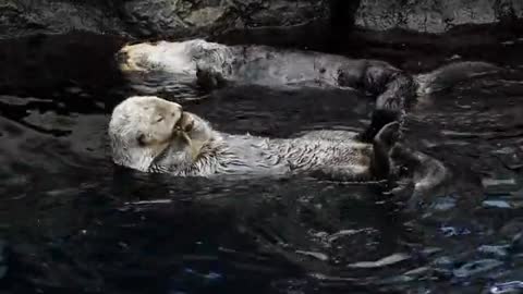 They love and play with amazing moves