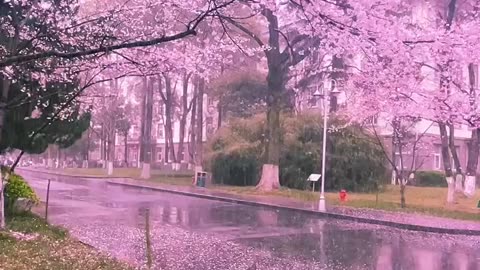 Pink Rain ☔ what a beautiful Rain 🌧️