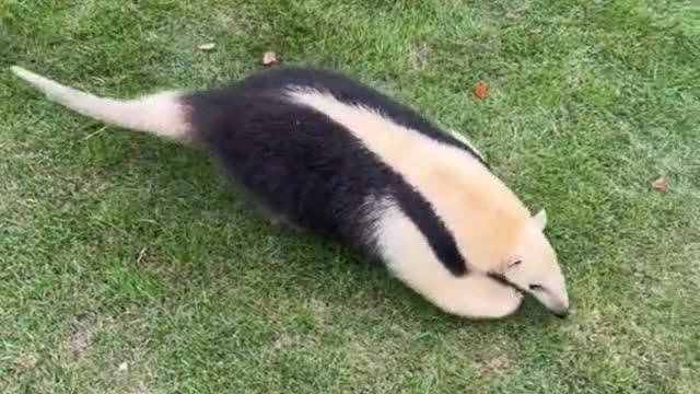 That's a pretty fast little leg