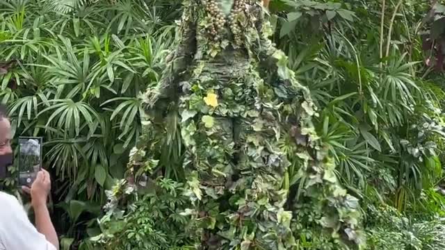 I am a tree or a man .