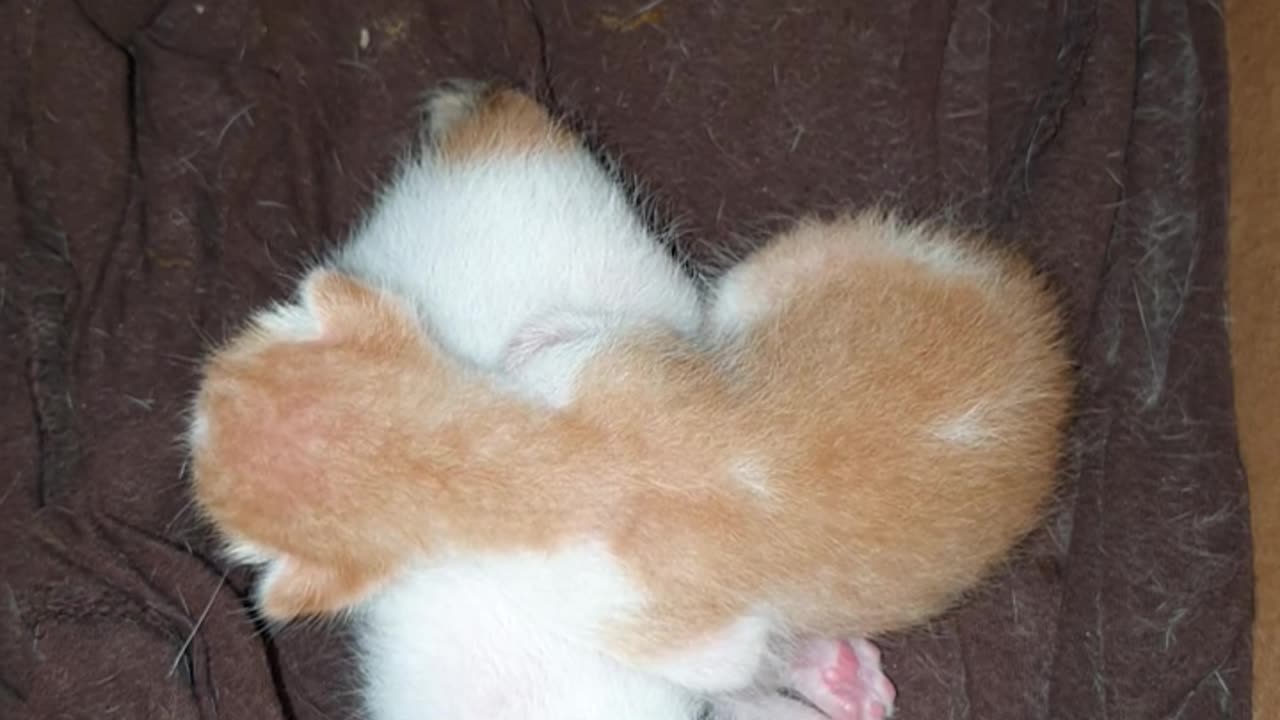 CUTE CAT BABY sleeping time with no mama