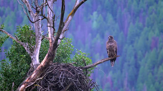 Juvenile Bald Eagle